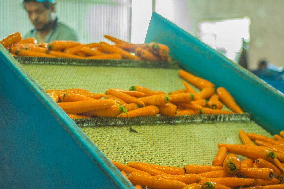 Zanahorias en la línea de trabajo del establecimiento