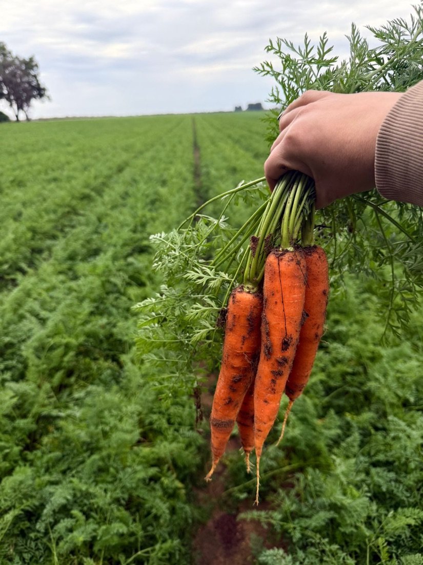 Zanahorias recién cosechadas, sostenidas frente a las hileras del cultivo